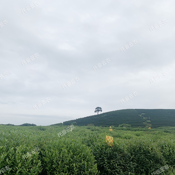 全降解天敵友好型粘蟲(chóng)板